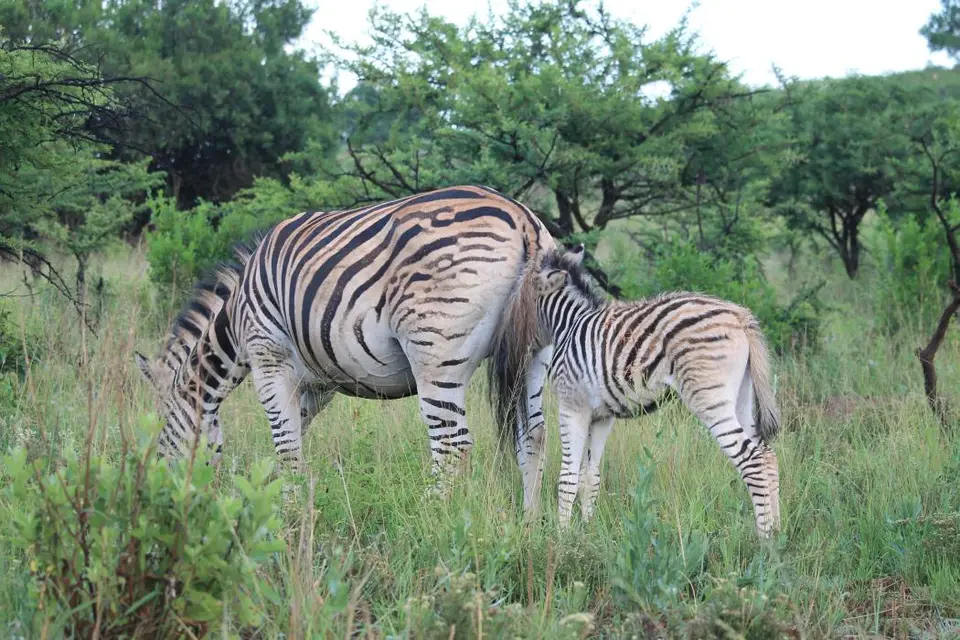 KZN28_(11).jpg