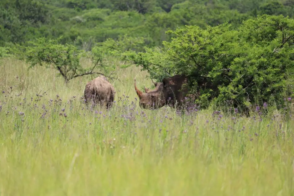 KZN28_(110).jpg