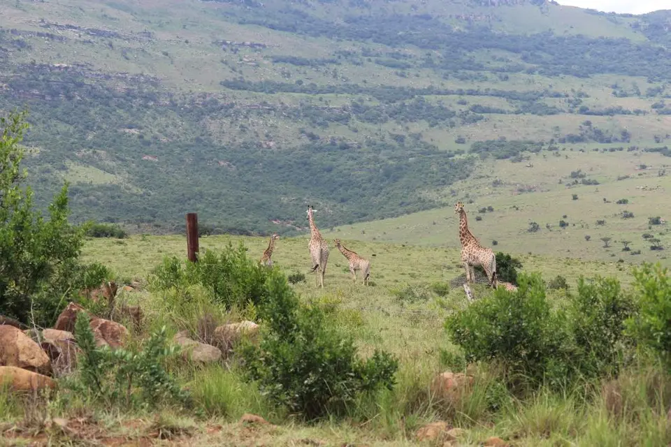 KZN28_(114).jpg