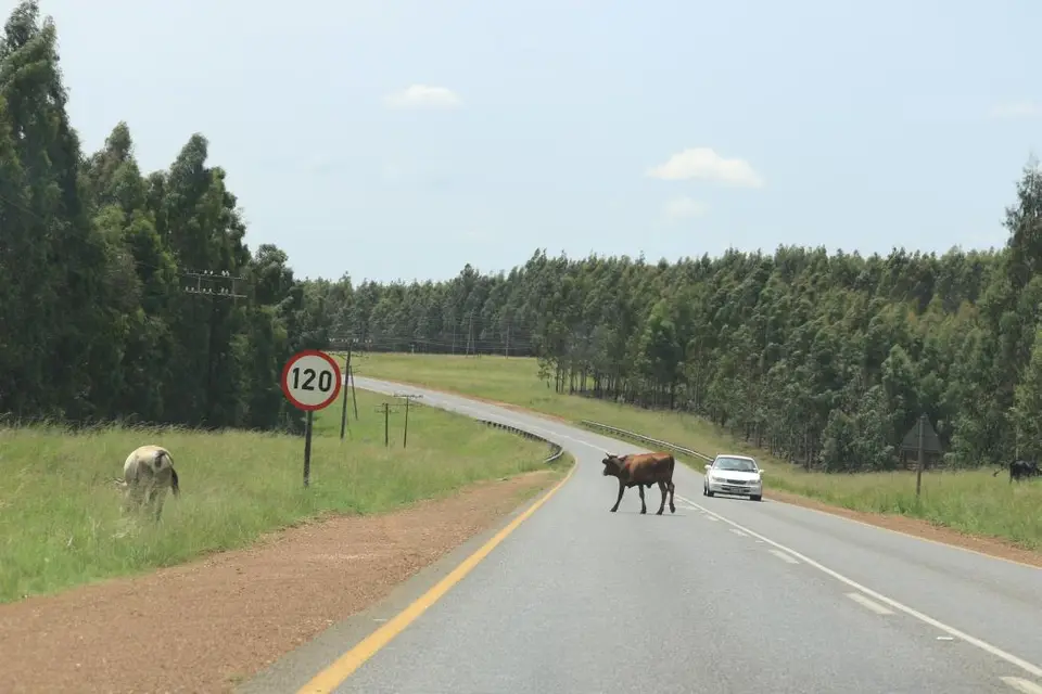 KZN28_(144).jpg