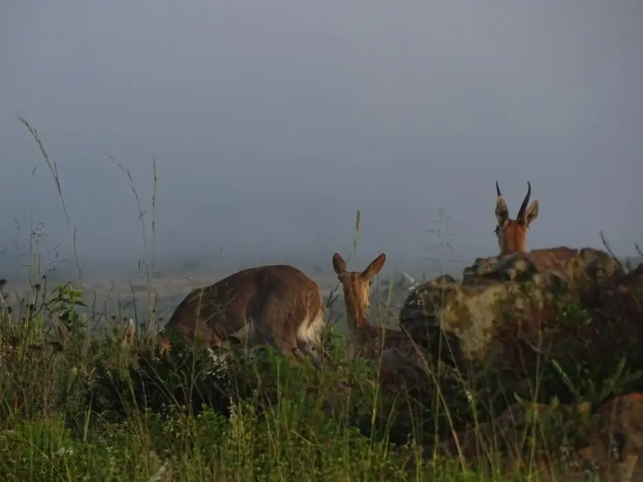 KZN28_(20).jpg