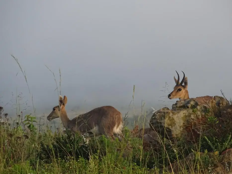 KZN28_(21).jpg