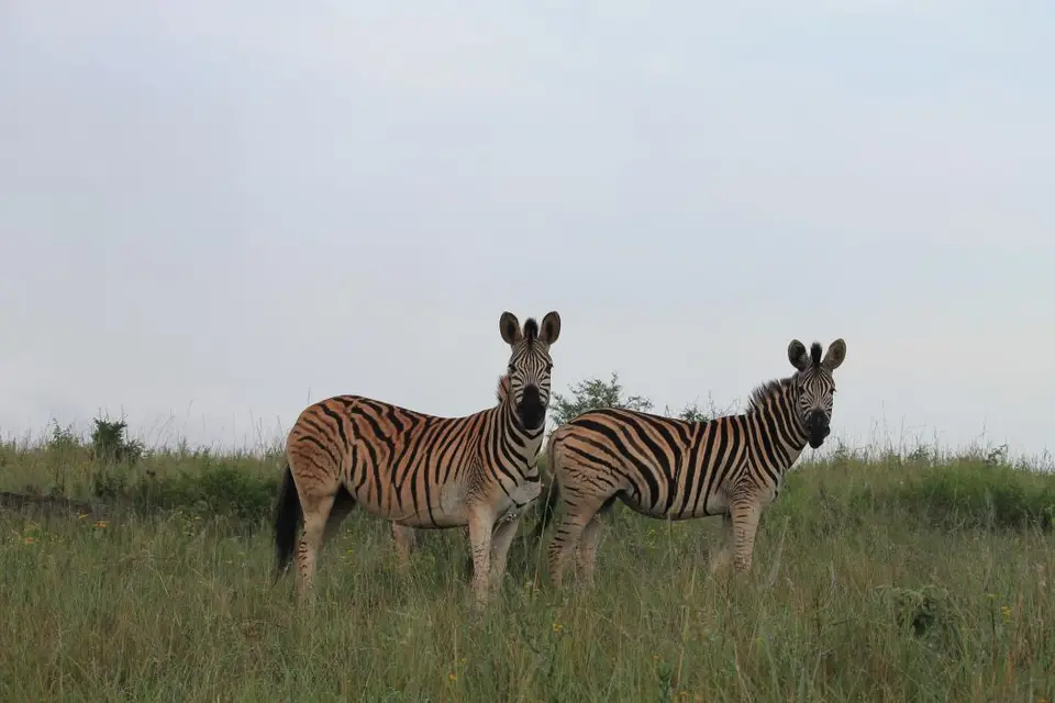 KZN28_(35).jpg