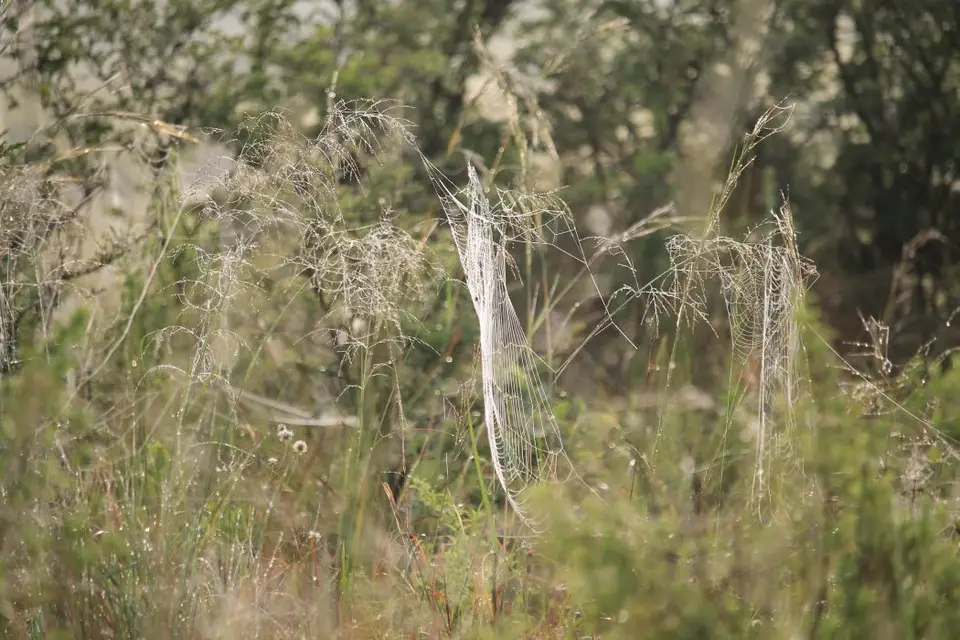 KZN28_(39).jpg