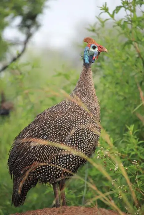 KZN28_(43).jpg