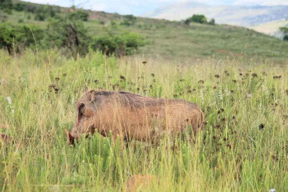 KZN28_(65).jpg