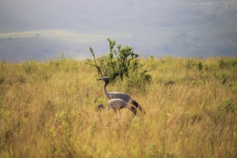 KZN28_(69).jpg