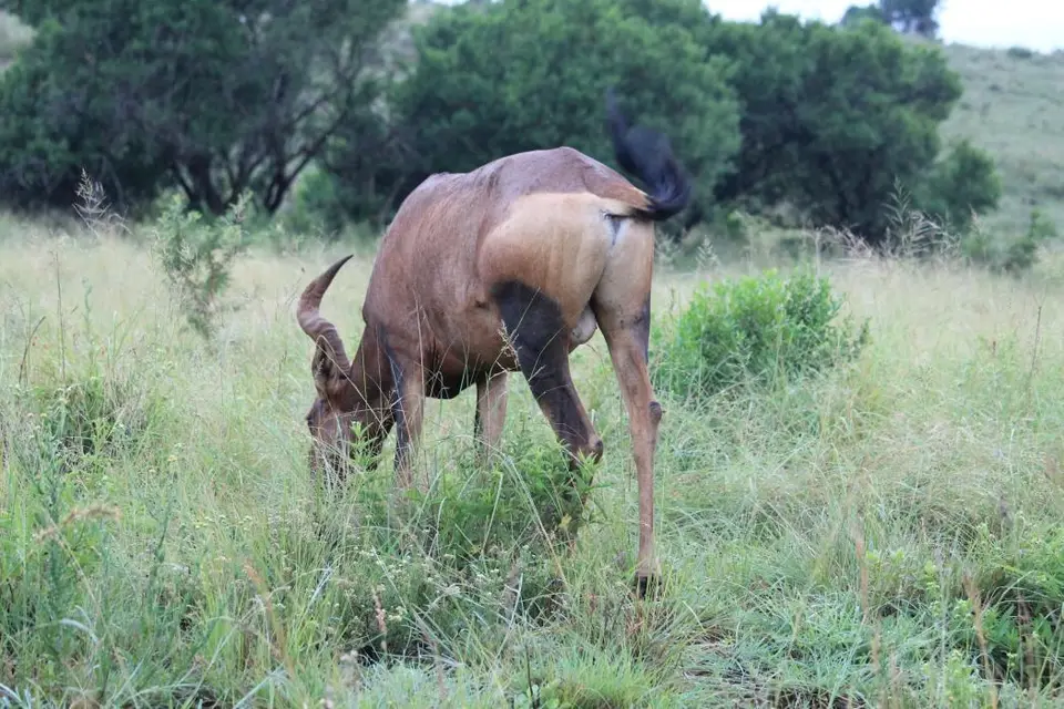 KZN28_(7).jpg