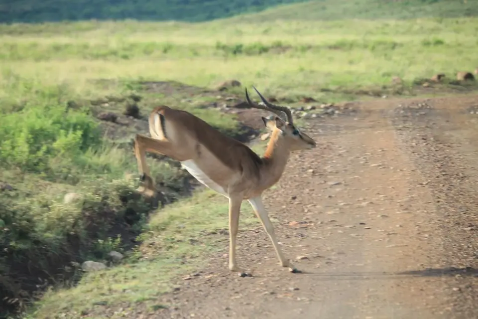 KZN28_(73)-2.jpg
