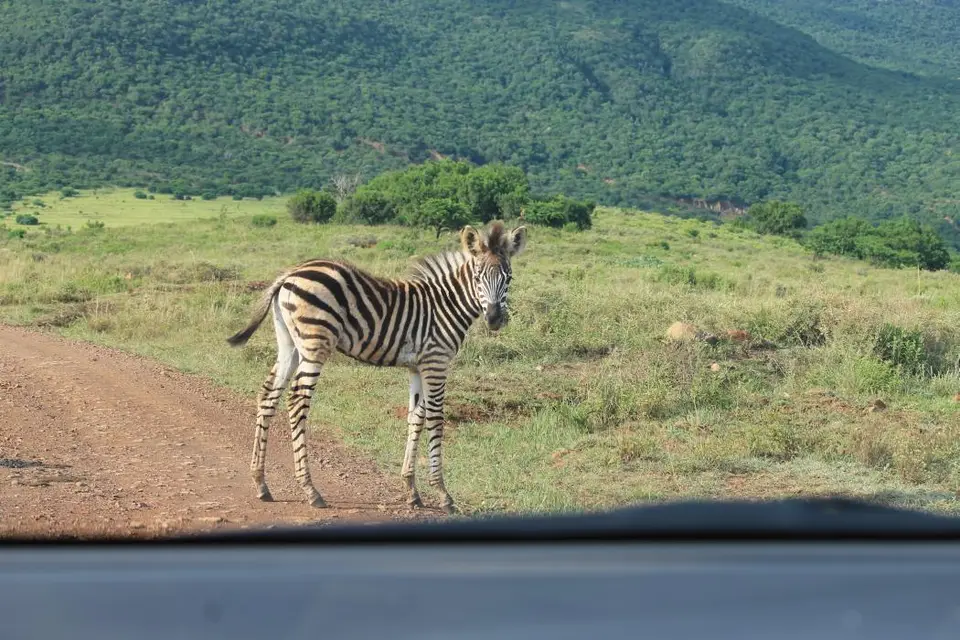 KZN28_(74).jpg