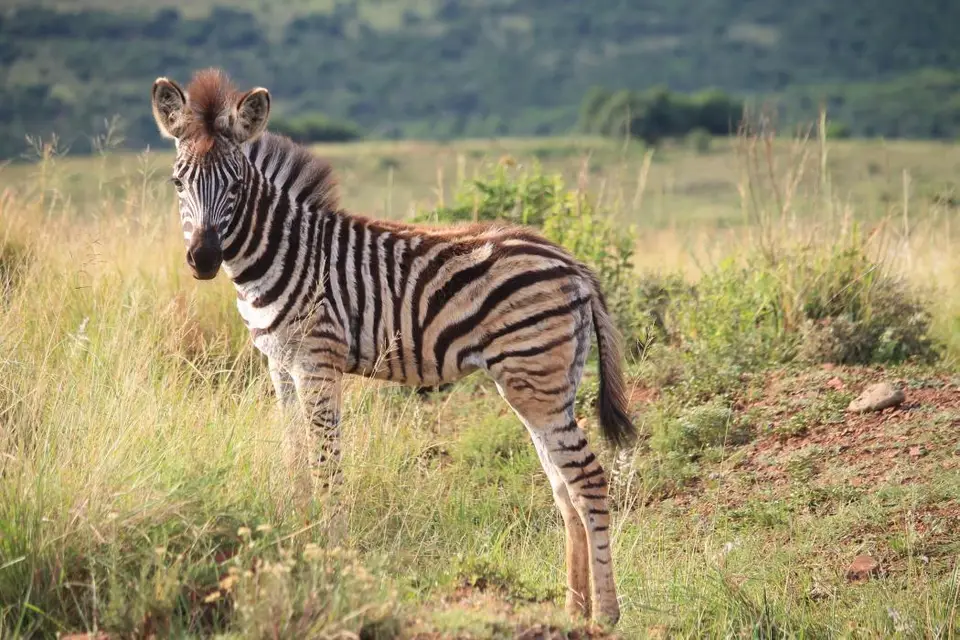 KZN28_(75).jpg