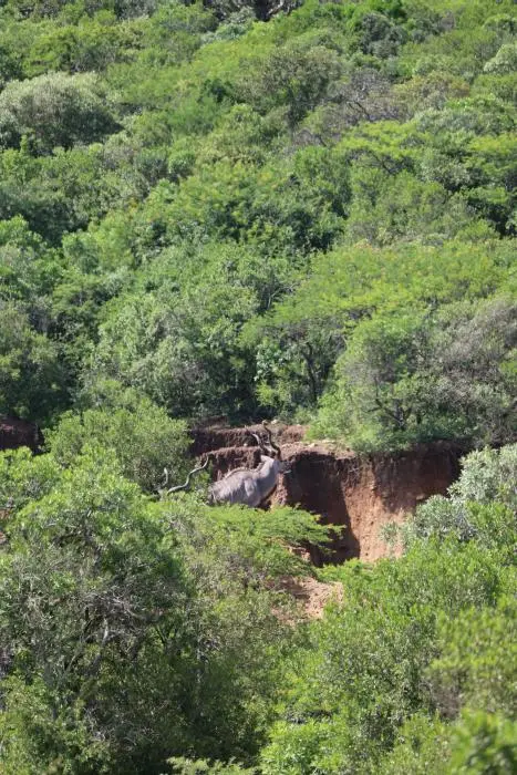 KZN28_(84).jpg