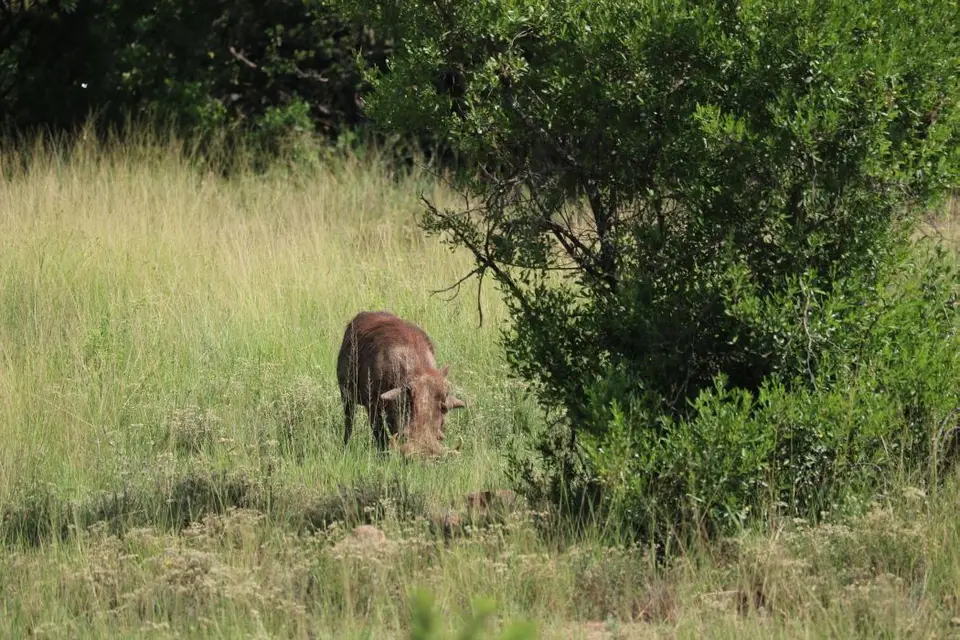 KZN28_(85).jpg