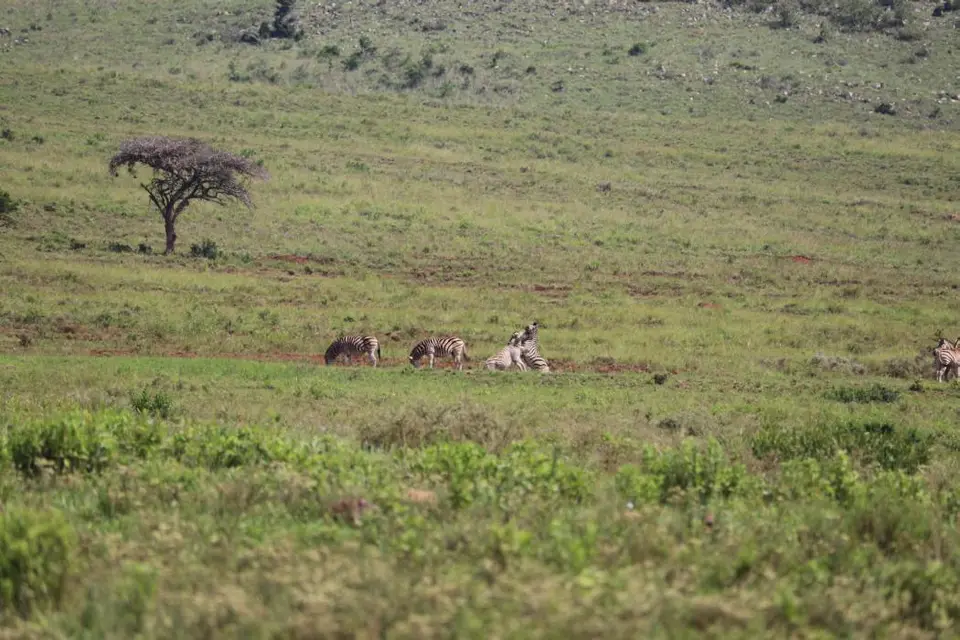KZN28_(87).jpg