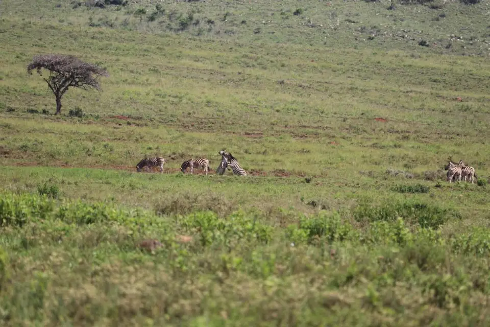 KZN28_(88).jpg