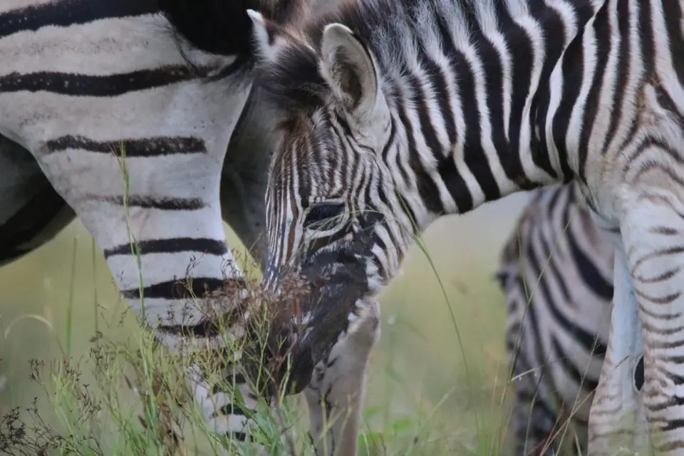 KZN28_(9).jpg