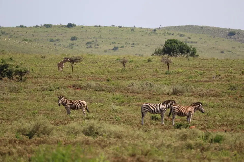 KZN28_(90).jpg