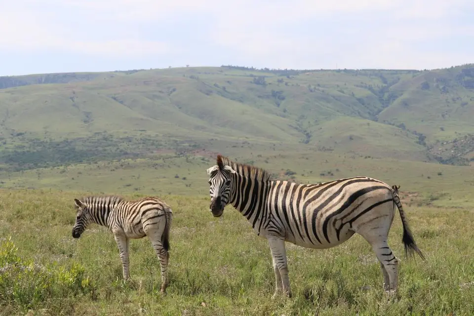 KZN28_(94).jpg