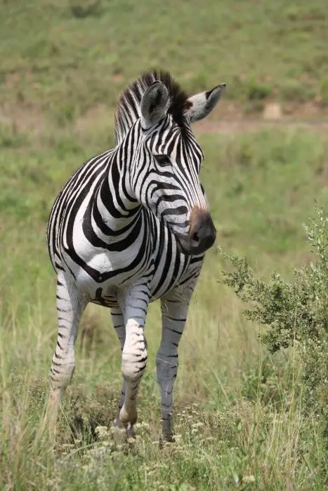 KZN28_(98).jpg