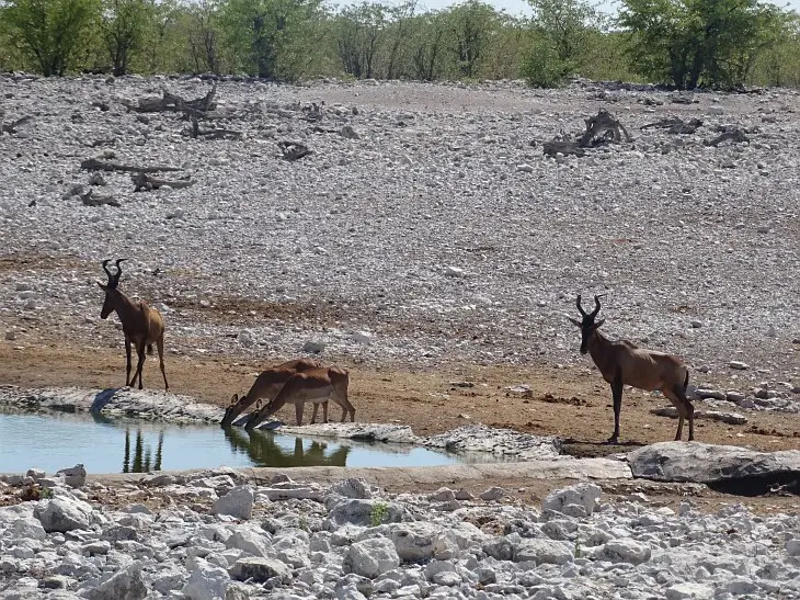 NamibiaNeu_12.jpg