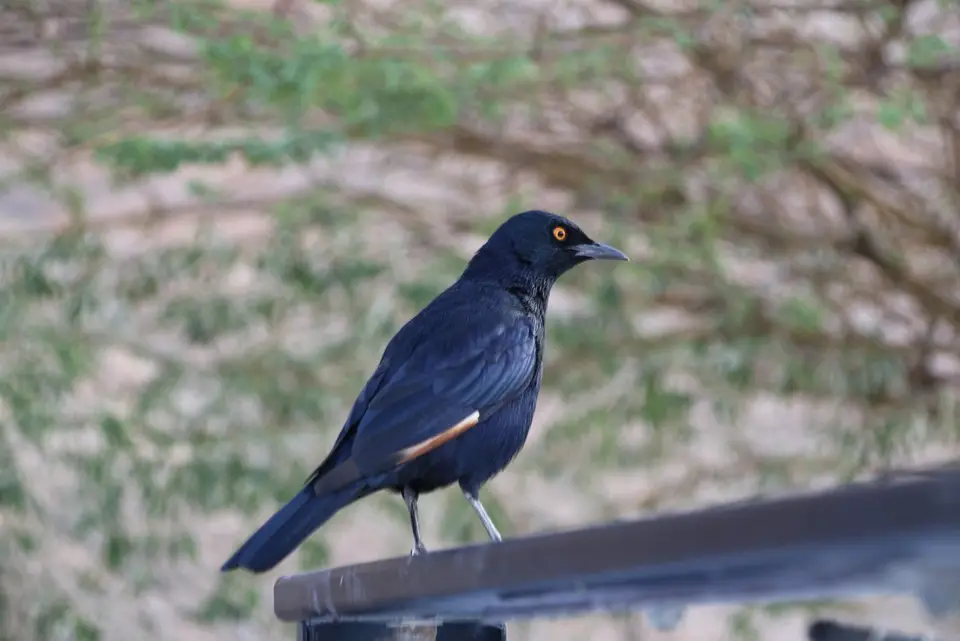 Namibia_(3)-2-3-4.jpg