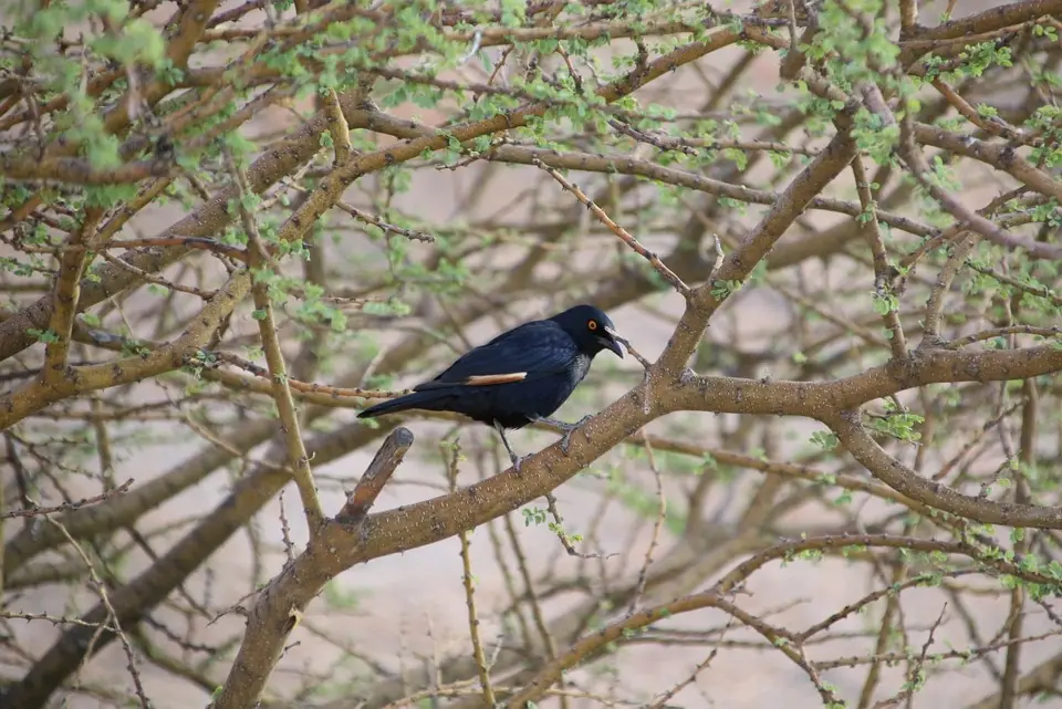 Namibia_(5)-2-3-4.jpg