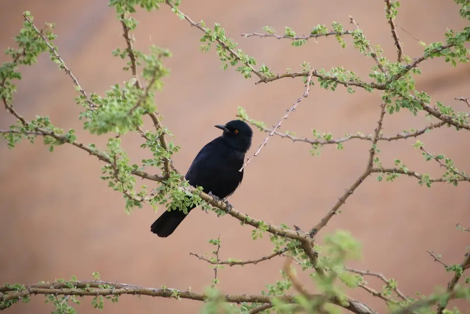 Namibia_(6)-2-3-4.jpg