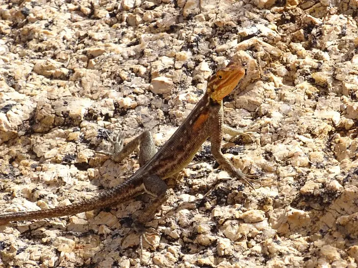 Namibia_(92)-2-3-4.jpg