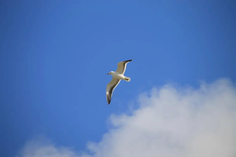 S.A.2018_007-2-3.jpg