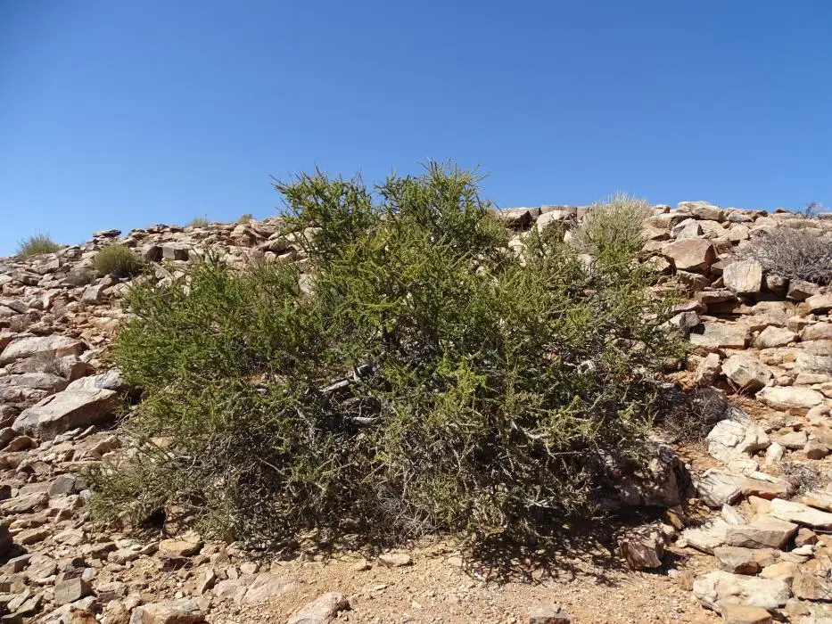 h04443e5.jpg