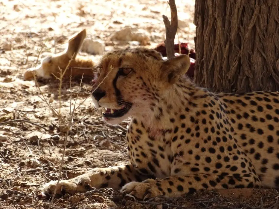 hbcdbc68.jpg