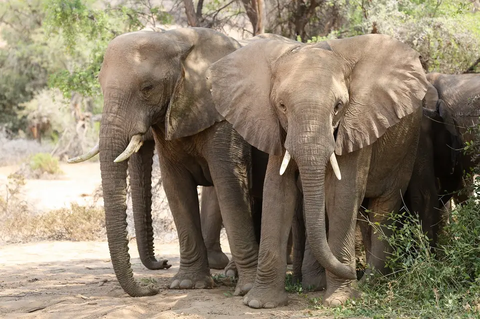 Wüstenelephanten_1.jpg