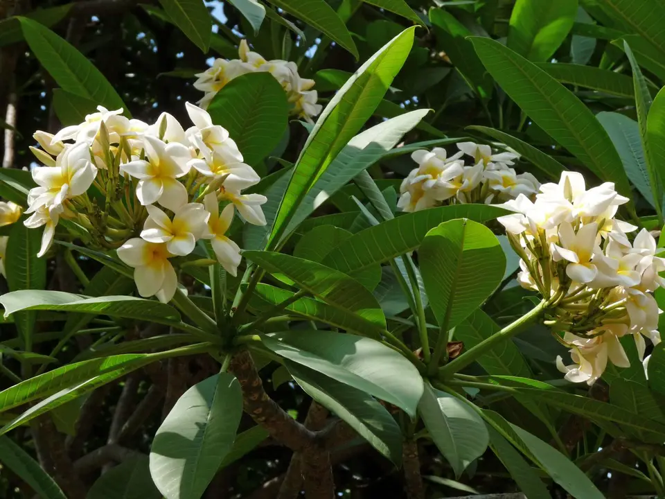 002TsumebFrangipani.jpg