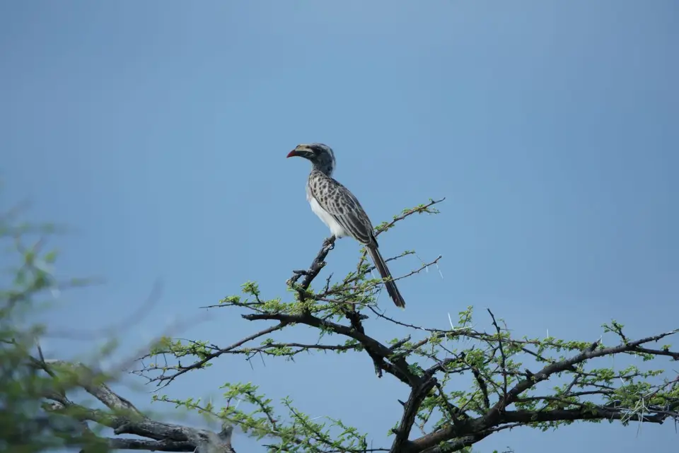 004AfricanGreyHornbillGrautokomale.JPG