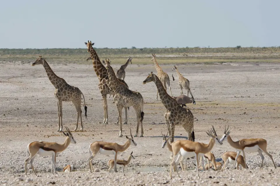 004UnterwegsnachNamutoni7.4.GiraffenundSpringböcke.JPG