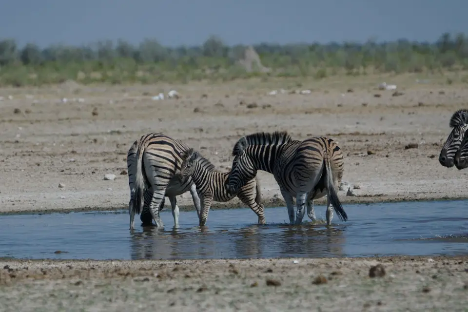 004Zebras.JPG