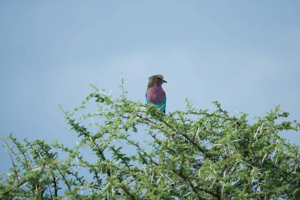 005Lilac-breastedRollerGabelracke.JPG