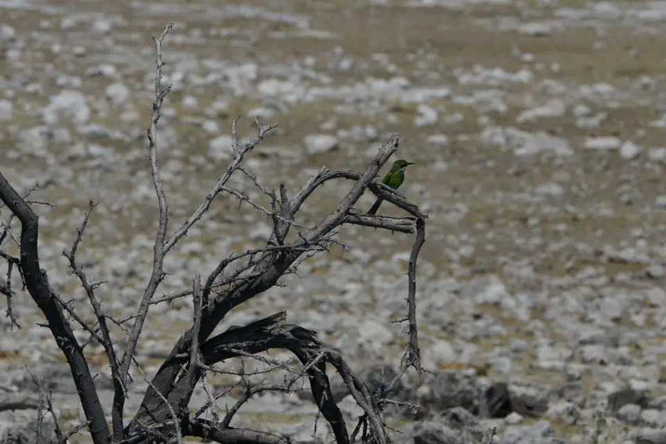 006UnterwegsnachNamutoni7.4.SwallowtailedBee-Eater.JPG