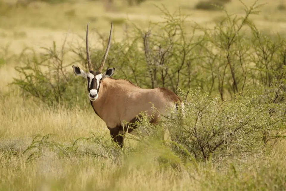 007Oryx.JPG