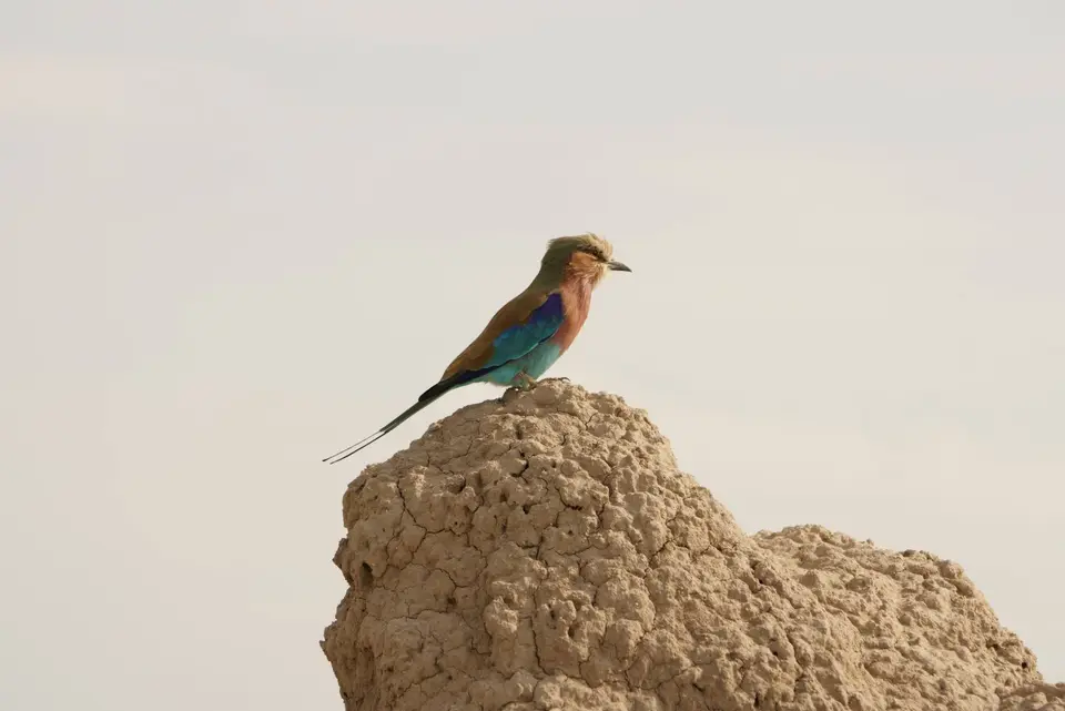 011GabelrackeaufTermitenhügel.JPG