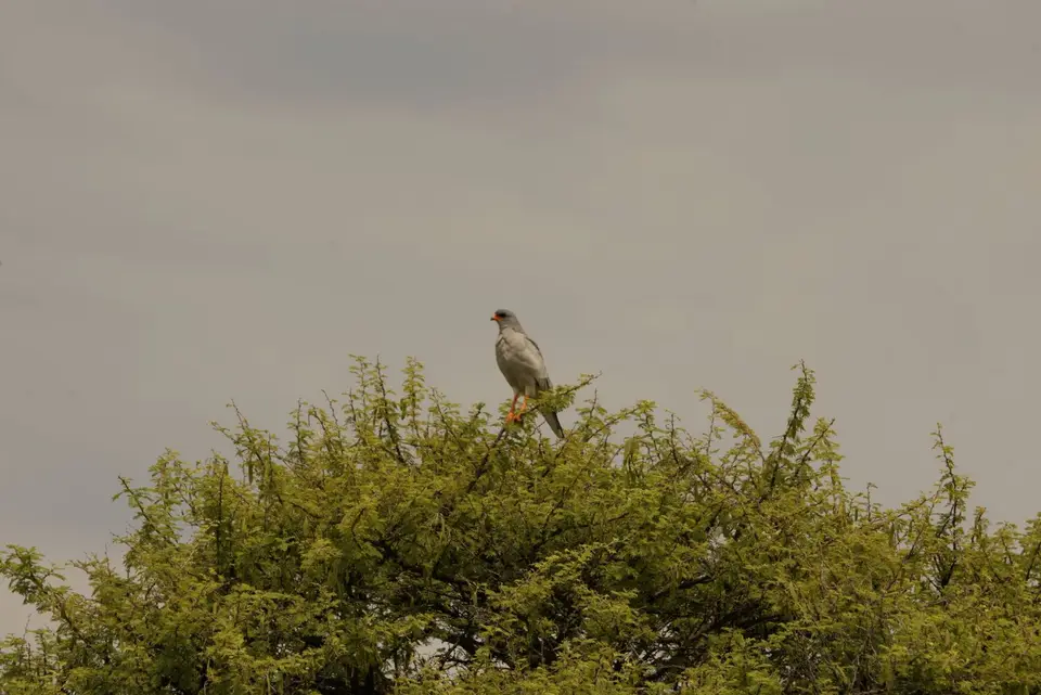 013SinghabichtaufBaum.JPG