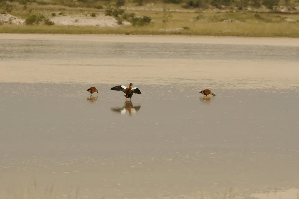 018SouthAfricanShelduckGraukopfrostganz.JPG