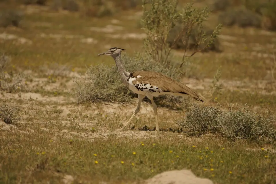 01KoriBustard.JPG