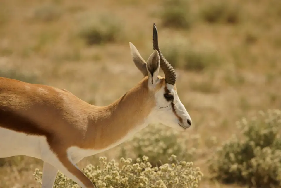 01Springbock.JPG