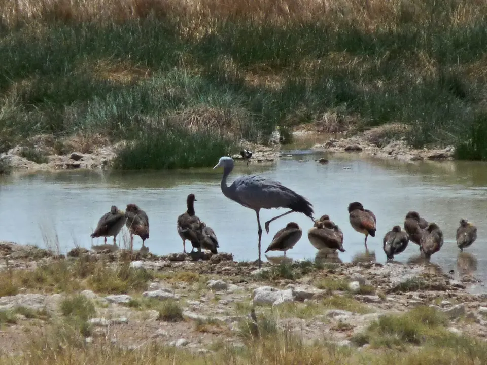 041BlueCrane-Paradieskranich.JPG