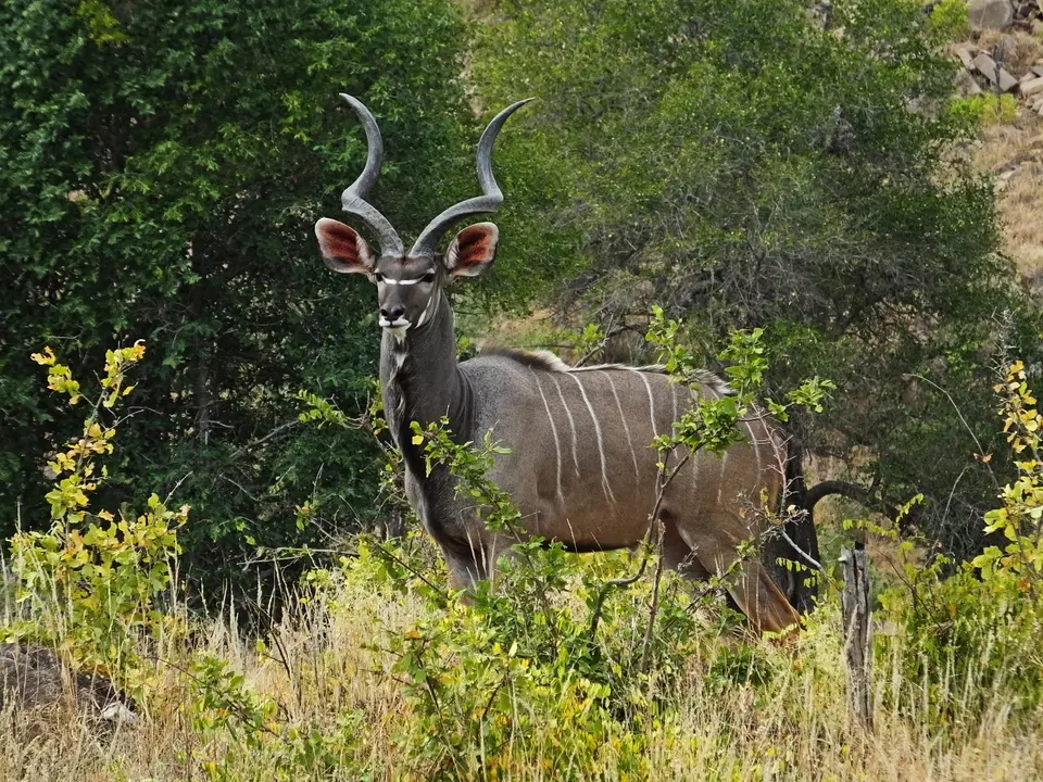 044Kudu.jpg