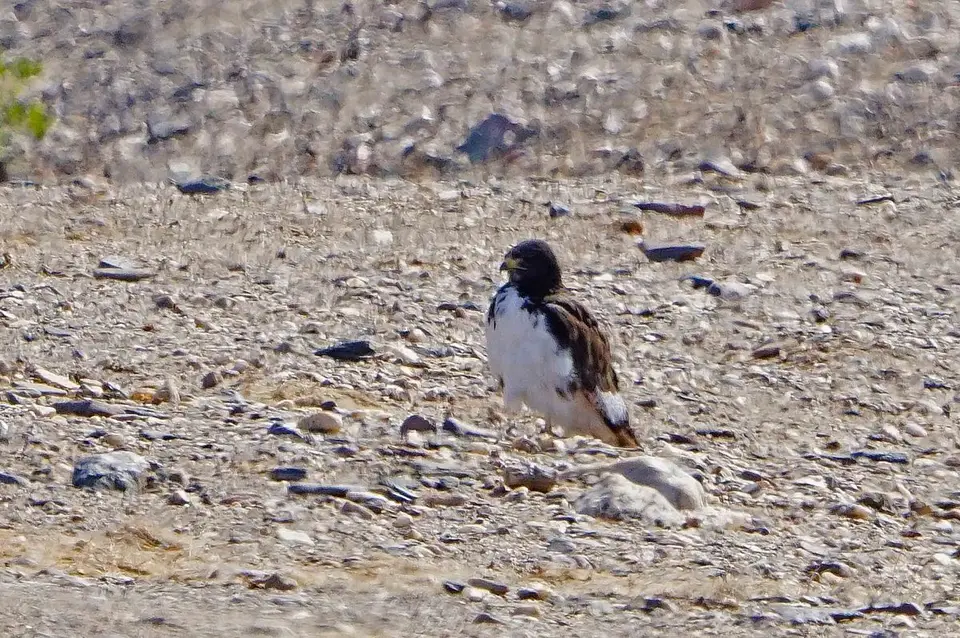 Augur-Bussard.jpg