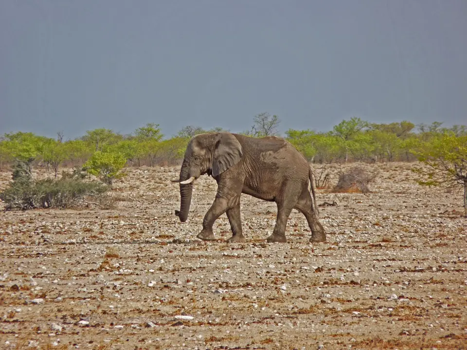B0000159.jpg