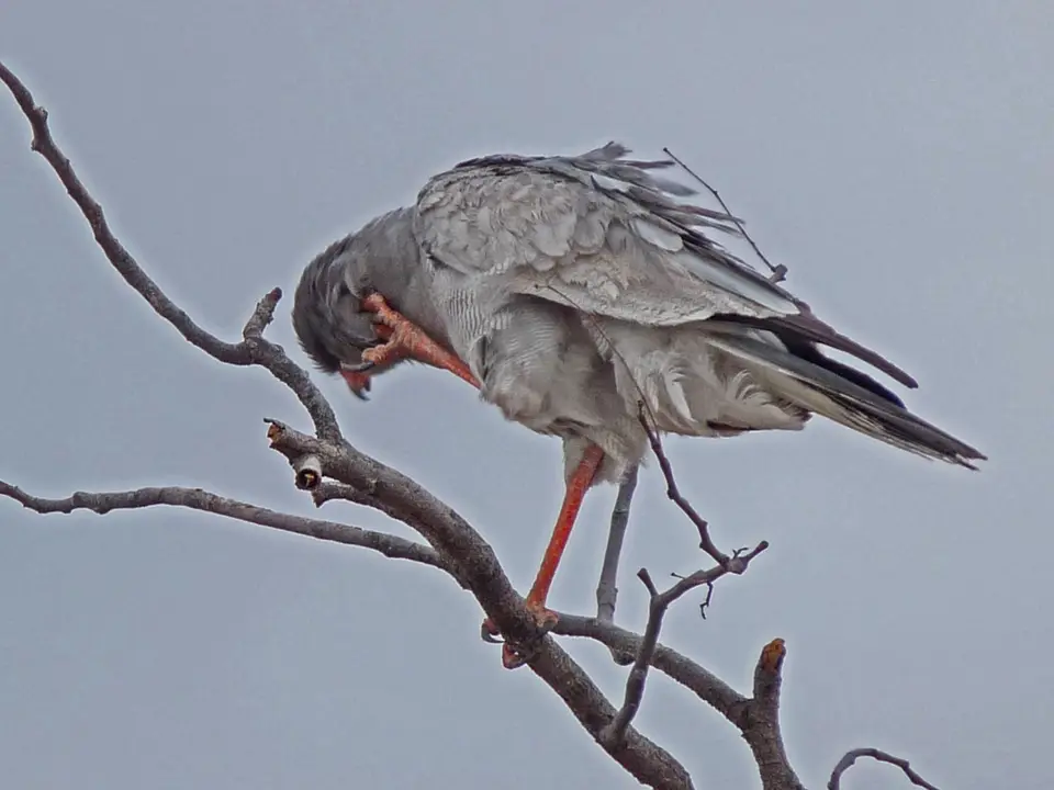 B0000270.jpg