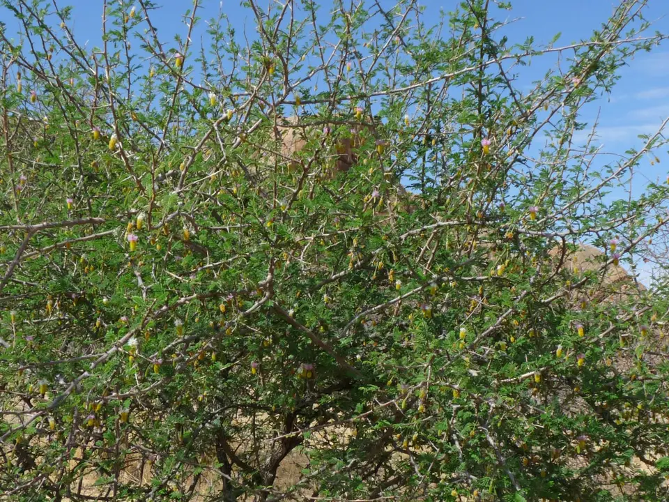 B0000451.jpg